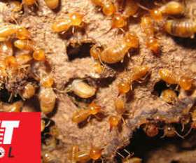 Pest Control Berwick