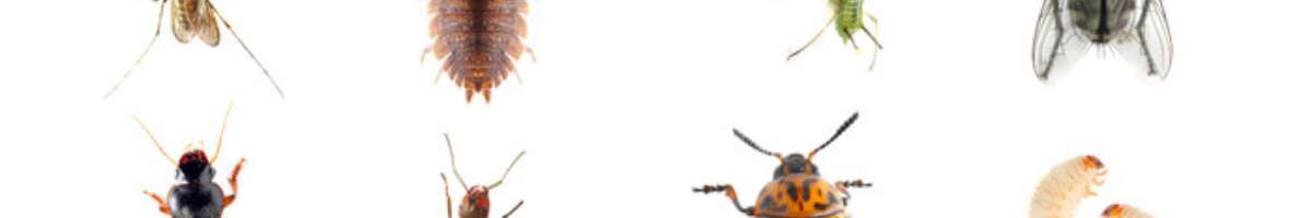 Pest Control Berwick Banner
