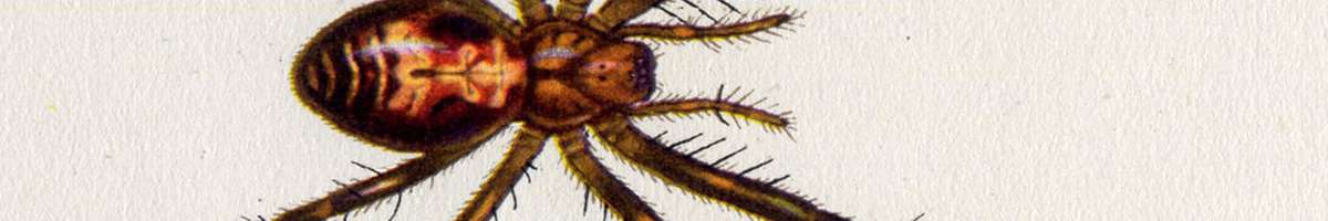 Pest Exterminator Toorak Banner