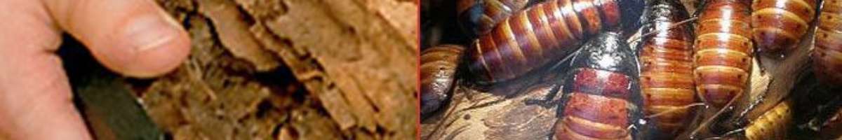 Pest Control Essendon Banner