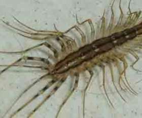 Pest Control Canberra