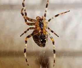 Pest Control Canberra
