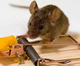 Rodent Control Canberra