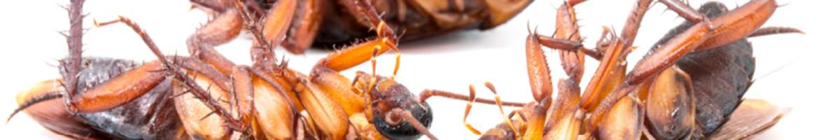 Cockroach Control Brisbane Banner