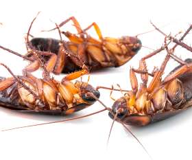 Cockroach Control Brisbane