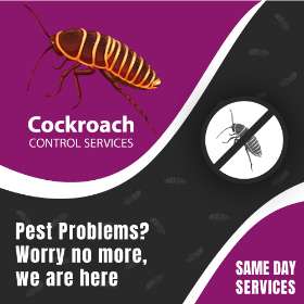 Cockroach Control Brisbane