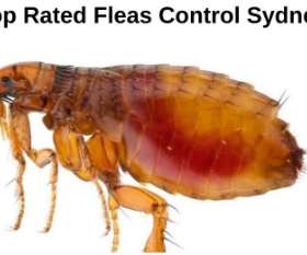 Flea Control Adelaide