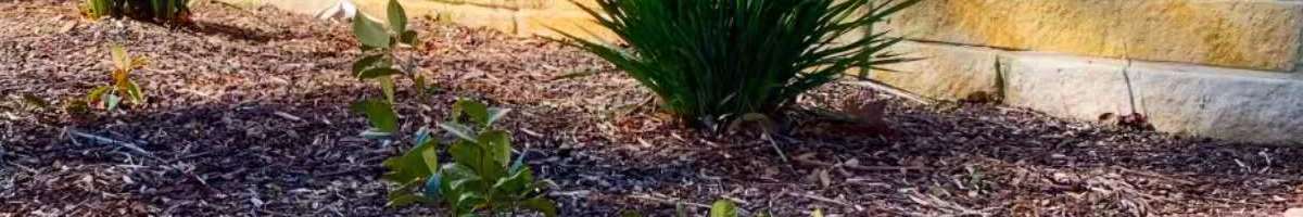 Aussietecture Banner