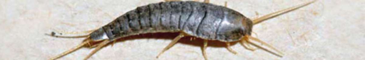 Silverfish Control Brisbane Banner