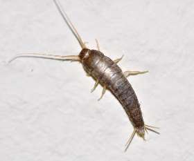Silverfish Control Brisbane