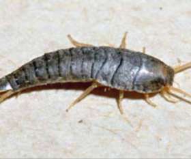 Silverfish Control Brisbane