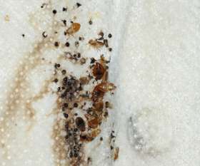 Bedbugs Control Brisbane