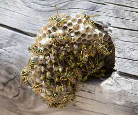 Bees and Wasp Control Brisbane