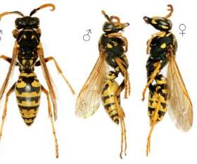 Bees and Wasp Control Brisbane