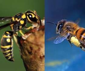 Bees and Wasp Control Brisbane