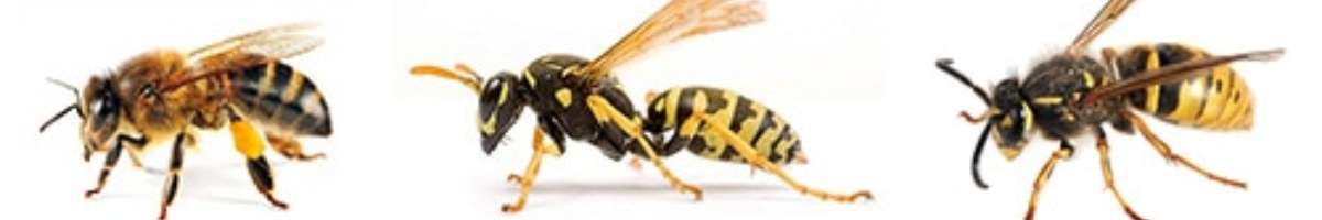Bees and Wasp Control Brisbane Banner
