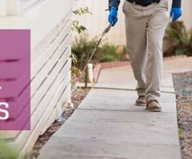 Pest Control Kallangur