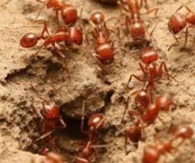 Pest Control Kallangur