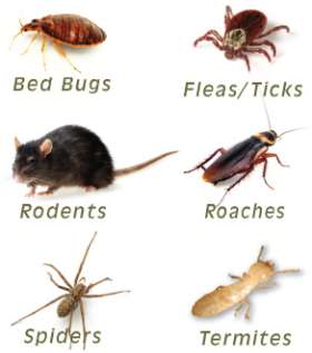 Pest Control Hawthorne