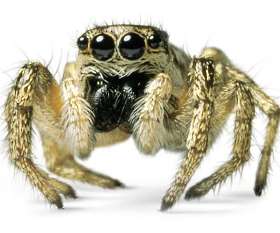 Spider Control Melbourne