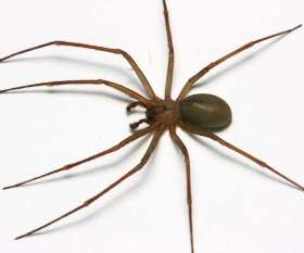 Spider Control Melbourne