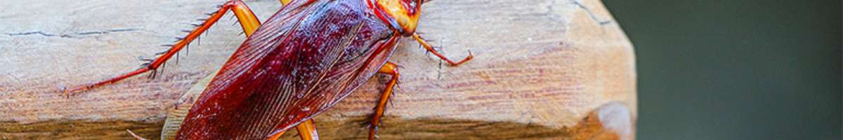 Impressive Pest Control Banyo Banner