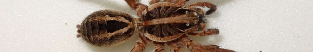 pest control gordonvale Banner