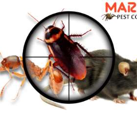 pest control gordonvale