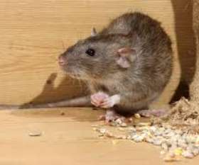 Marks Pest Control Rowville