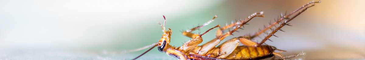 Pest Control Seymour Banner