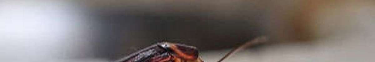 Cockroach Control Melbourne Banner