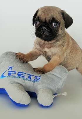 Pet Express Transport Services (PETS)