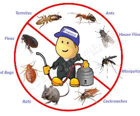 Pest Control Salisbury