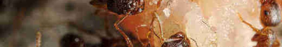 Pest Control Currumbin Waters Banner