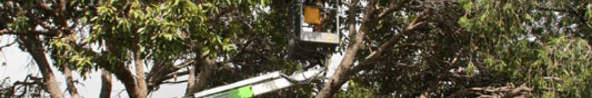 Stump Removal Adelaide Banner