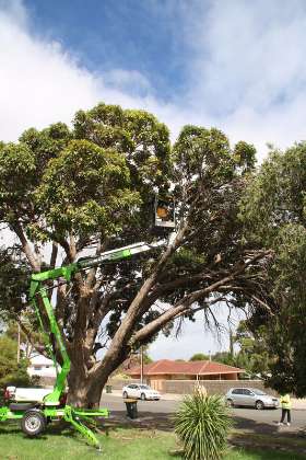 Stump Removal Adelaide