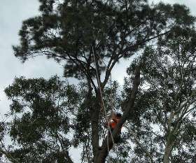 Stump Removal Adelaide