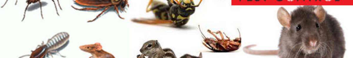 Pest Control Bell Park Banner