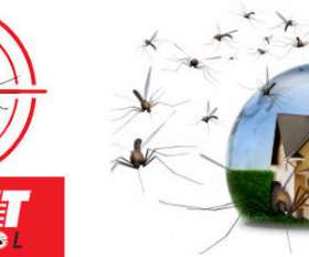 Pest Control Bell Park