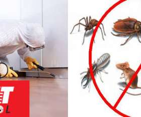Pest Control Bell Park