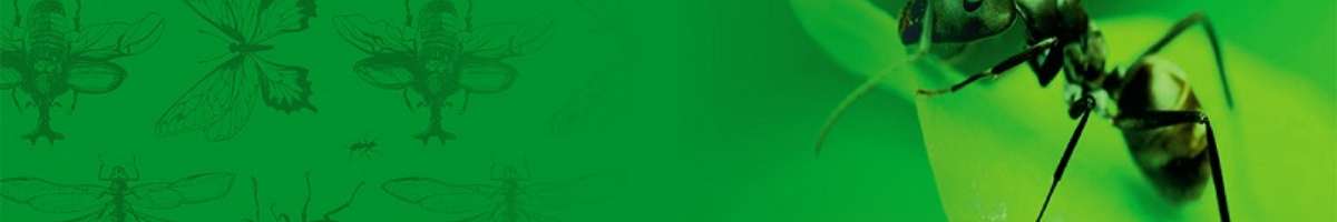 Wilson's Pest Control Sydney Banner