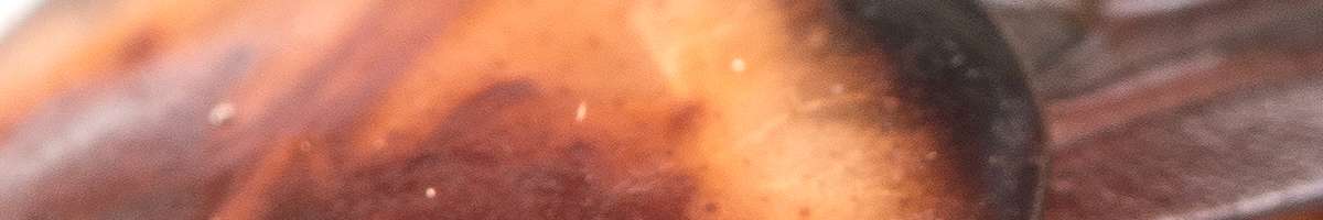 Pest control Calamvale Banner