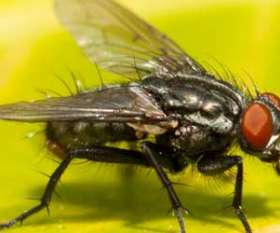 Pest Control Chapel Hill