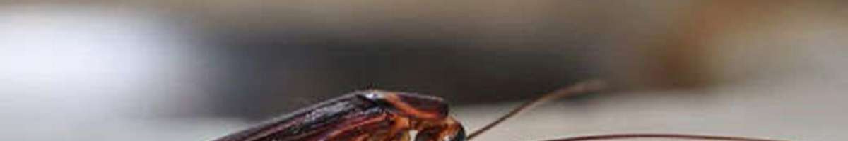 Pest control Pacific Pines Banner
