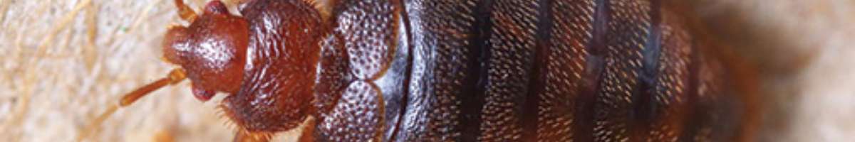 Pest Control Pimpama Banner