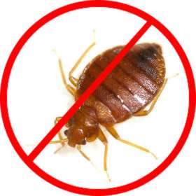 Pest Control Coorparoo