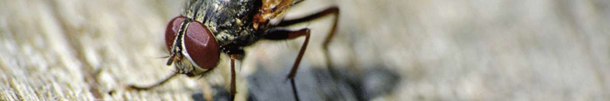 Pestline Pest Control Banner