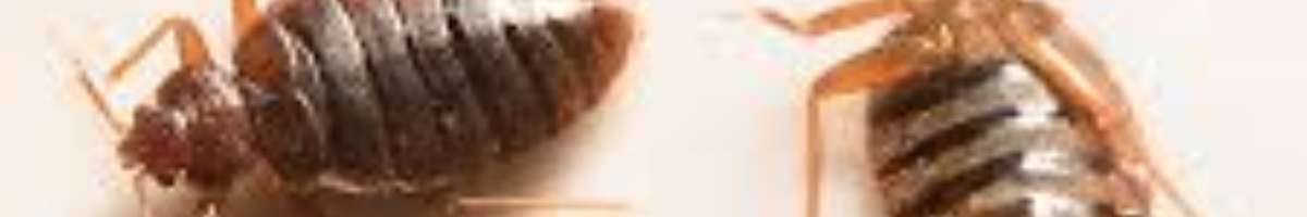 Pest Control Aspley Banner