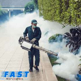 Pest Control Shailer Park