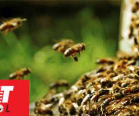 Pest Control Windsor